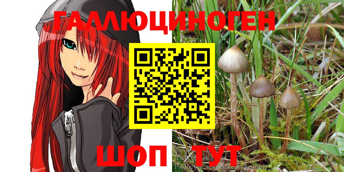 Псилоцибиновые грибы Psilocybe Луга